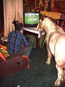 Rudy and Pony watching the Broncos