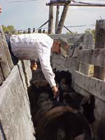 Vaccinating calves