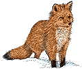 fox