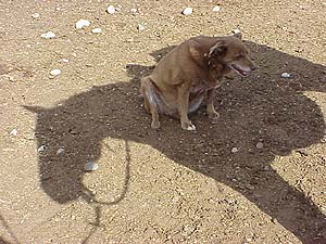 Jasper's shadow