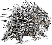 porcupine