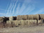 Round hay bales