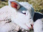 lamb