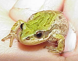 Bog Frog!