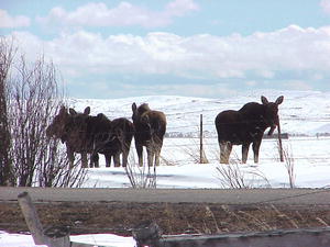 Four Moose