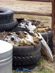 Let Sleeping Dogs Lie