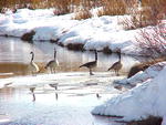 Canadian Honkers