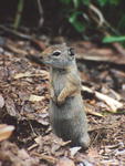 First gopher of the year