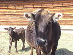 Heidi and new calf