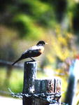 Robin on fence post