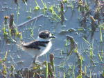 Baby Kildeer