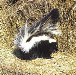 The skunks are waking up