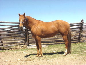 A ranch stallion