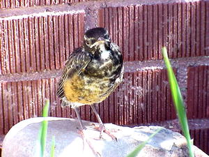 Baby Robin