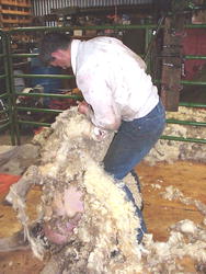Rudy shearing