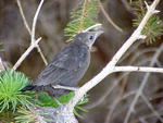 Baby blackbird