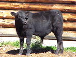 Nice steer calf