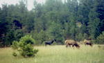 Rare black elk