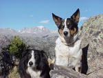 Mountain Dogs