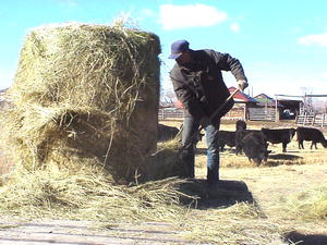 Feeding calves